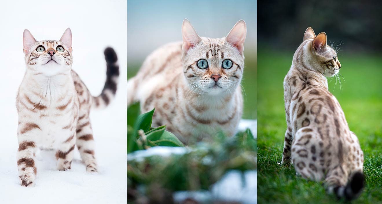 Snow Bengal Cat: Everything You Need To Know