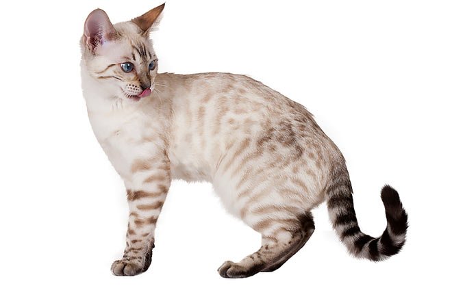 Lynx point hot sale bengal cat