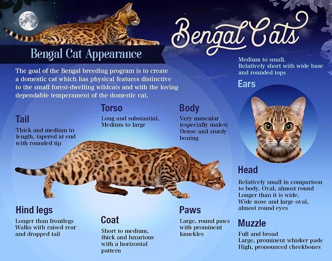 bengal cat compared regular cat
