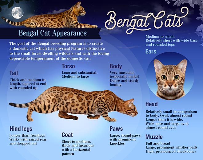 Bengal Cat Size Compared To Domestic Cat 2232