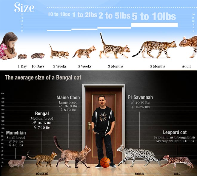 Bengal cats and kittens size chart