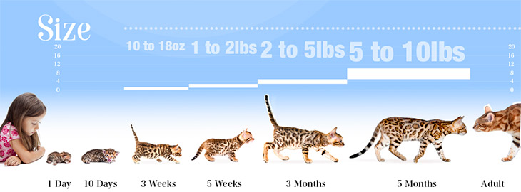 bengal cat compared normal cat