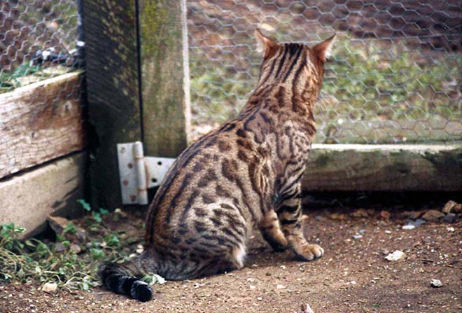 When Rosetted Bengal Bloomed