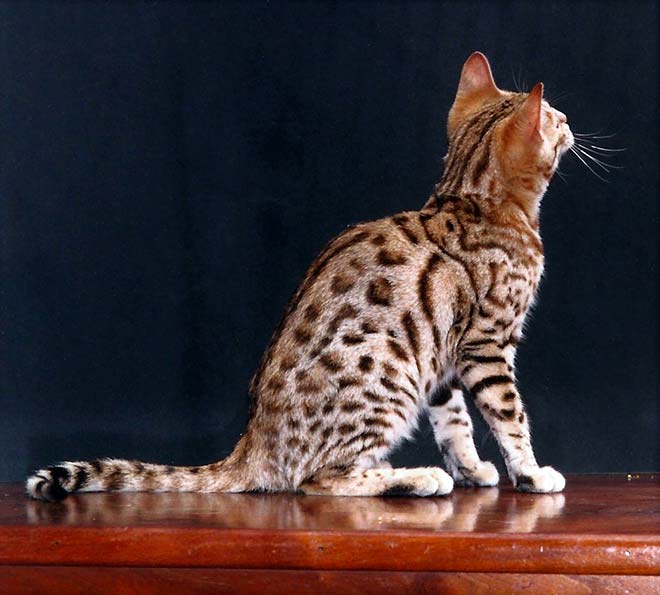 : Domestic Brown Rosetted Bengal Cat - Bengal Dad - Cats