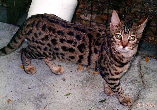 When Rosetted Bengal Bloomed