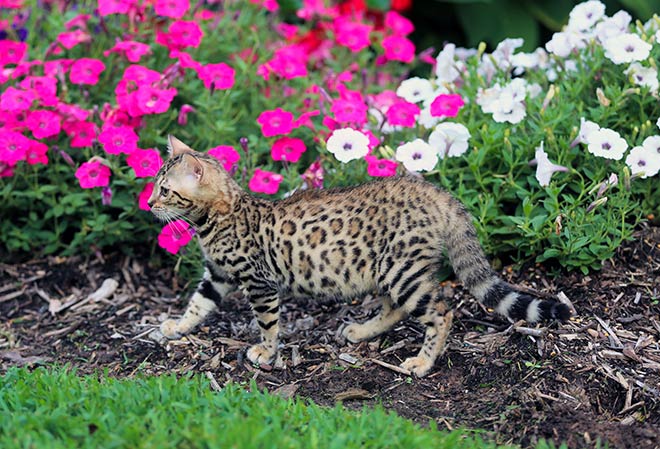 When Rosetted Bengal Bloomed