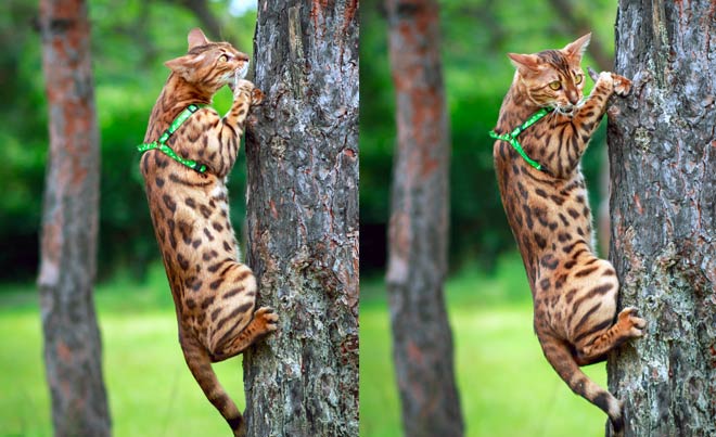 Bengal cat climbing tree with harness