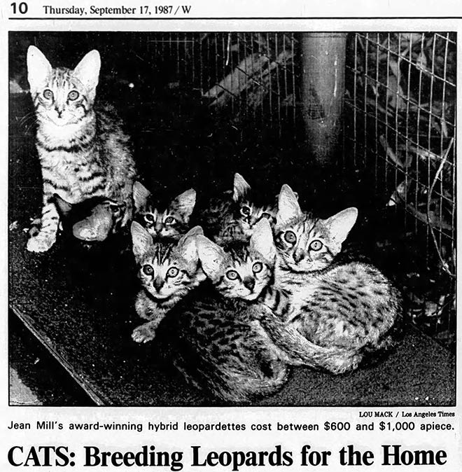 Jean Mill breeding Leopards for the home in 1987
