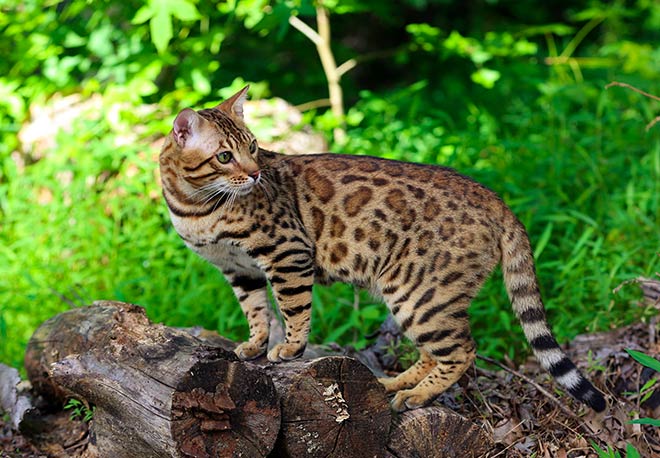 The Bengal Cat Origin