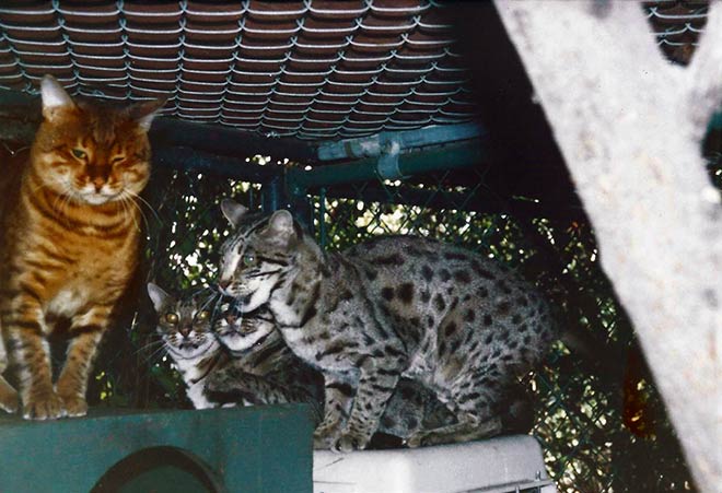 The Bengal Cat Origin