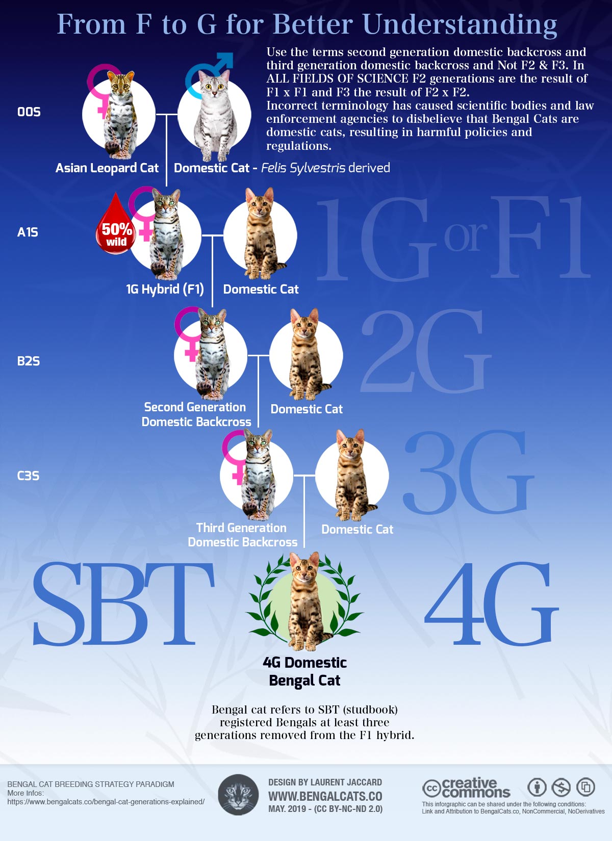 Infographic Bengal cat generations: filial and foundation