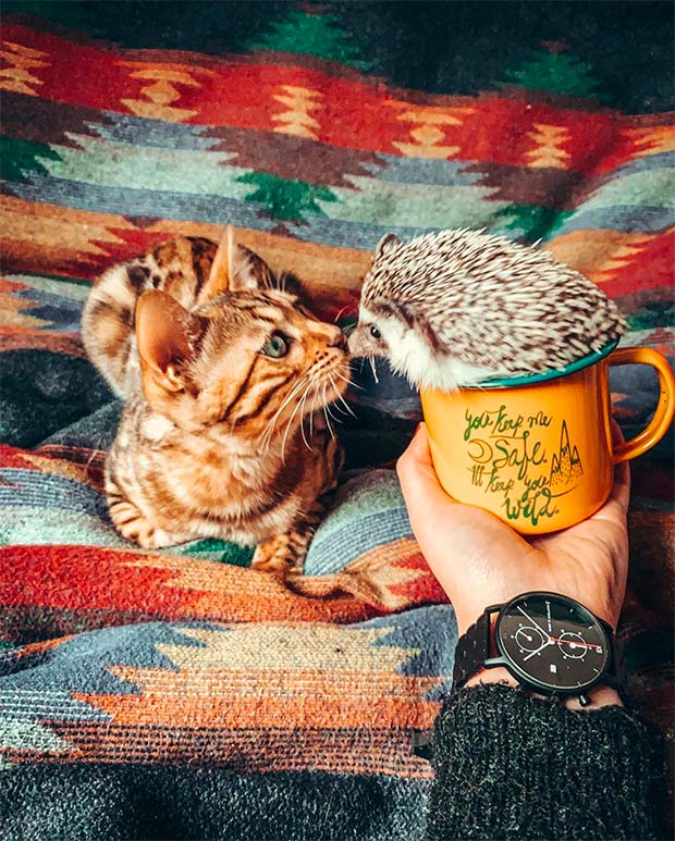 Bengal cat and hedgehog together