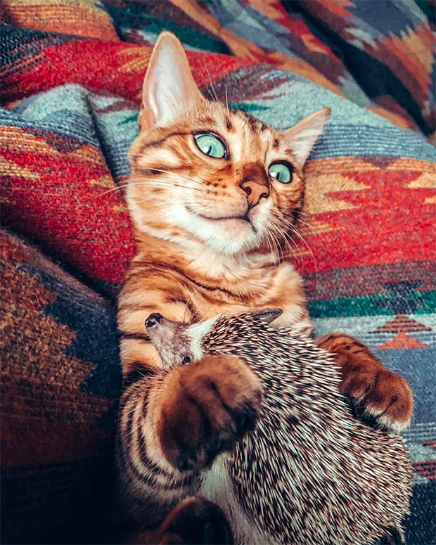 Bengal kitten hugging hedgehog