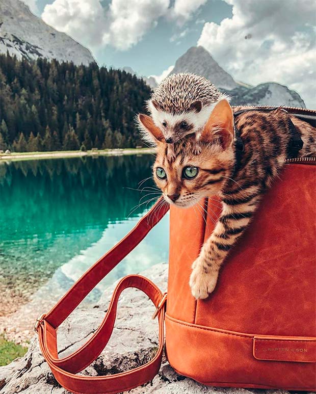 Hedgehog sitting on a Bengal cat's head