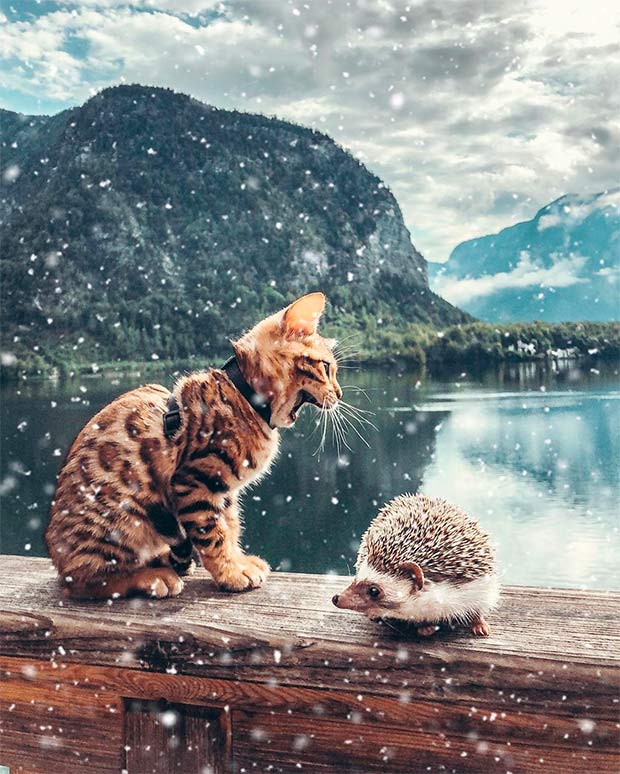 bengal cat hedgehog audree herbee 10