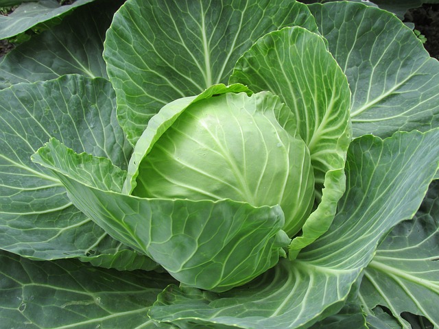 white cabbage gbd03b8da3 640