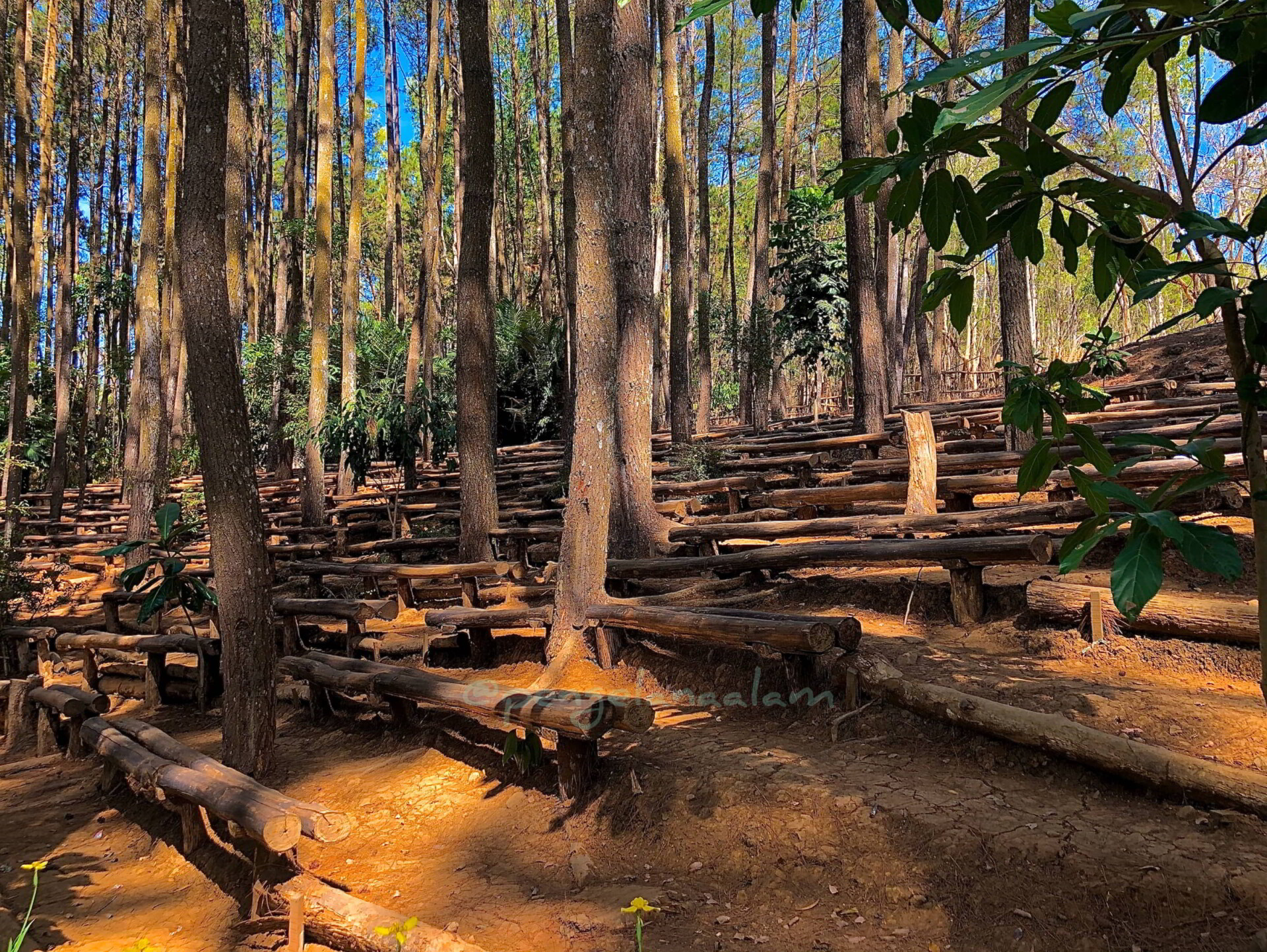 hutan pinus mangunan RBG ARIANTO hutan pinus mangunan RBG ARIANTO