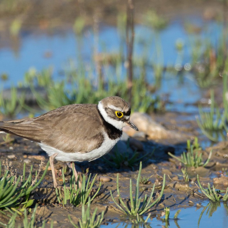 Photo: Sortida d'identificació de limícoles al Delta de l'Ebre