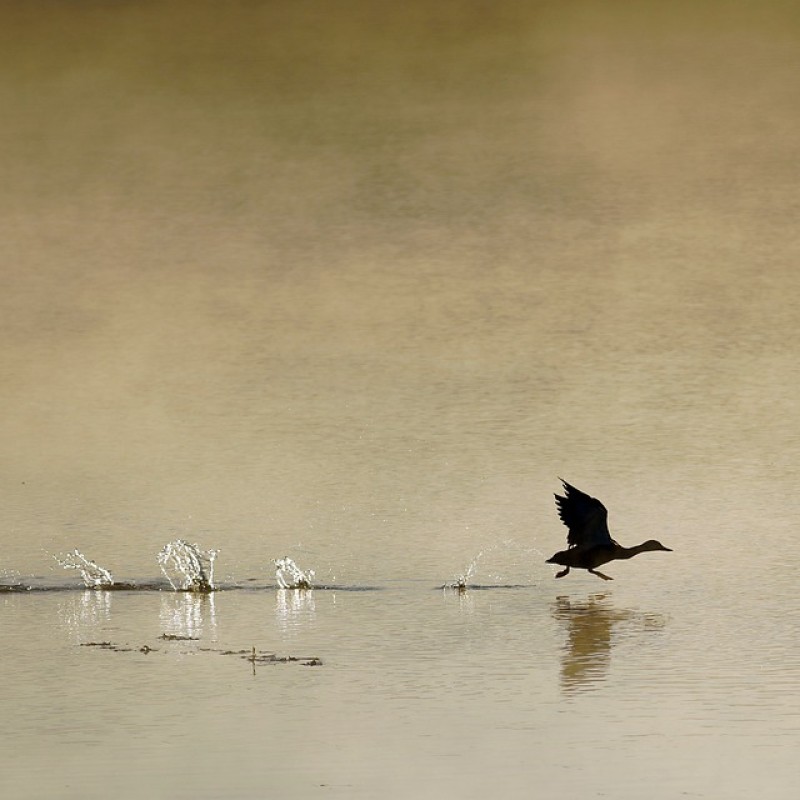 Photo: Sortida per veure aus hivernants al Segre, arrossars i pantans satèl·lits de Ponent.