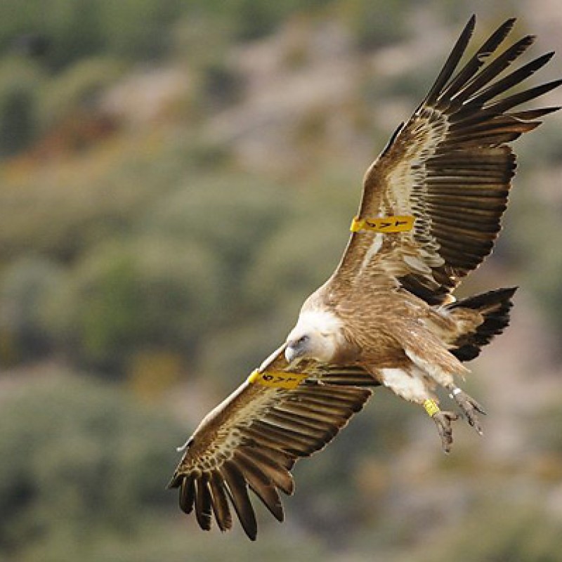 Photo: Sortida als escarps de ponent