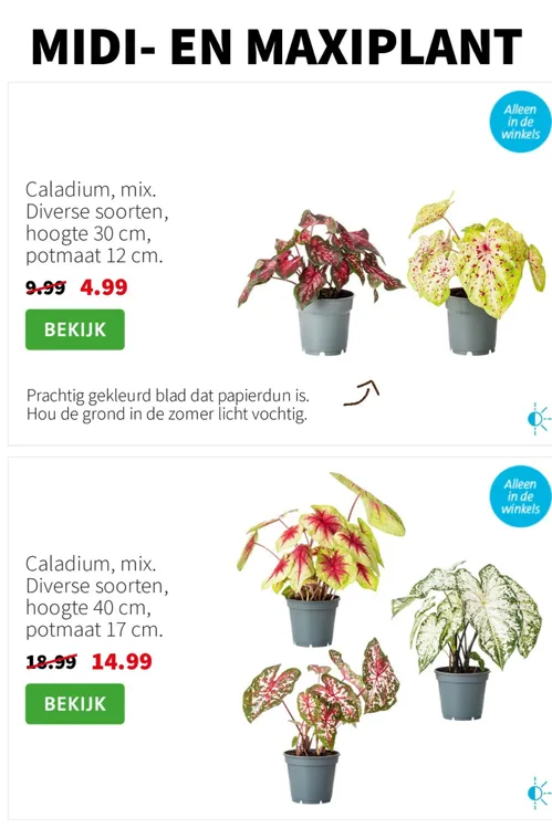 Pagina 3 van Intratuin-folder