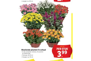 bloeiende planten in schaal