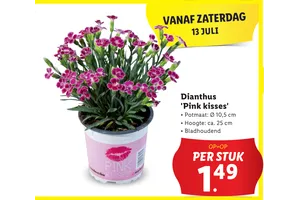 dianthus pink kisses