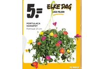 portulaca hangpot