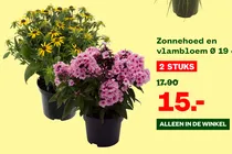 zonnehoed en vlambloem