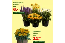 zomerbloeier