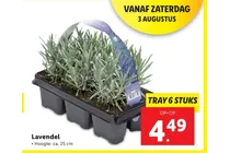 lavendel