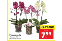 phalaenopsis