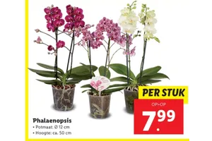 phalaenopsis