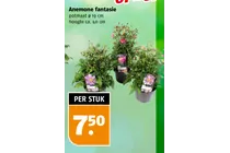 anemone fantasie