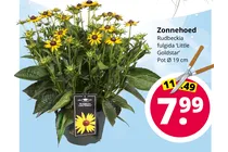 zonnehoed