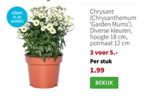 chrysant