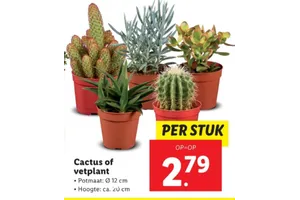 cactus of vetplant