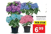 tuinhortensia