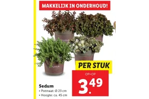 sedum