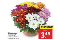 chrysanten