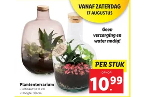 plantenterrarium