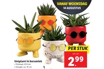 vetplant in keramiek