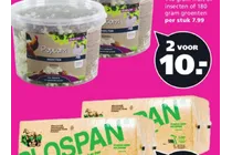 popcorn insecten