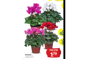 cyclamen