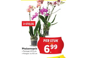 phalaenopsis