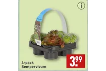 sempervivum