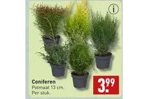 coniferen