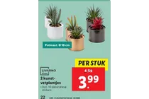 kunst vetplantjes