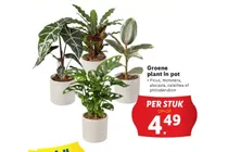 groene plant in pot