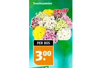 troschrysanten